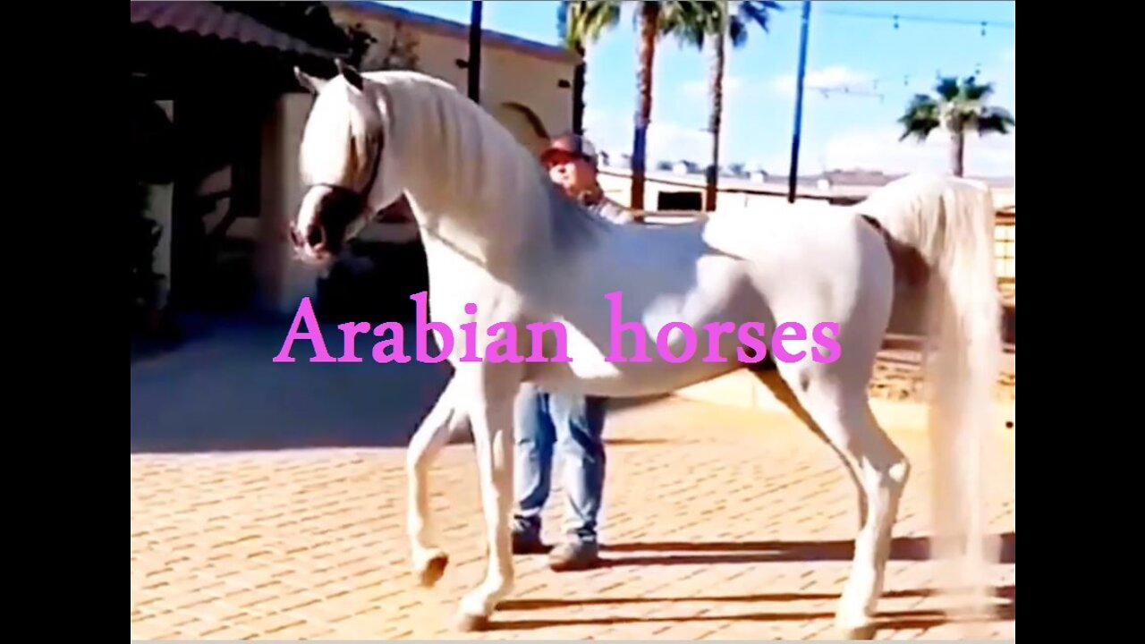 A group of purebred Arabian horses in their full elegance and beauty 2022