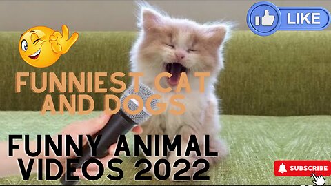 Funniest Cat And Dogs Funny Animal Videos 2022