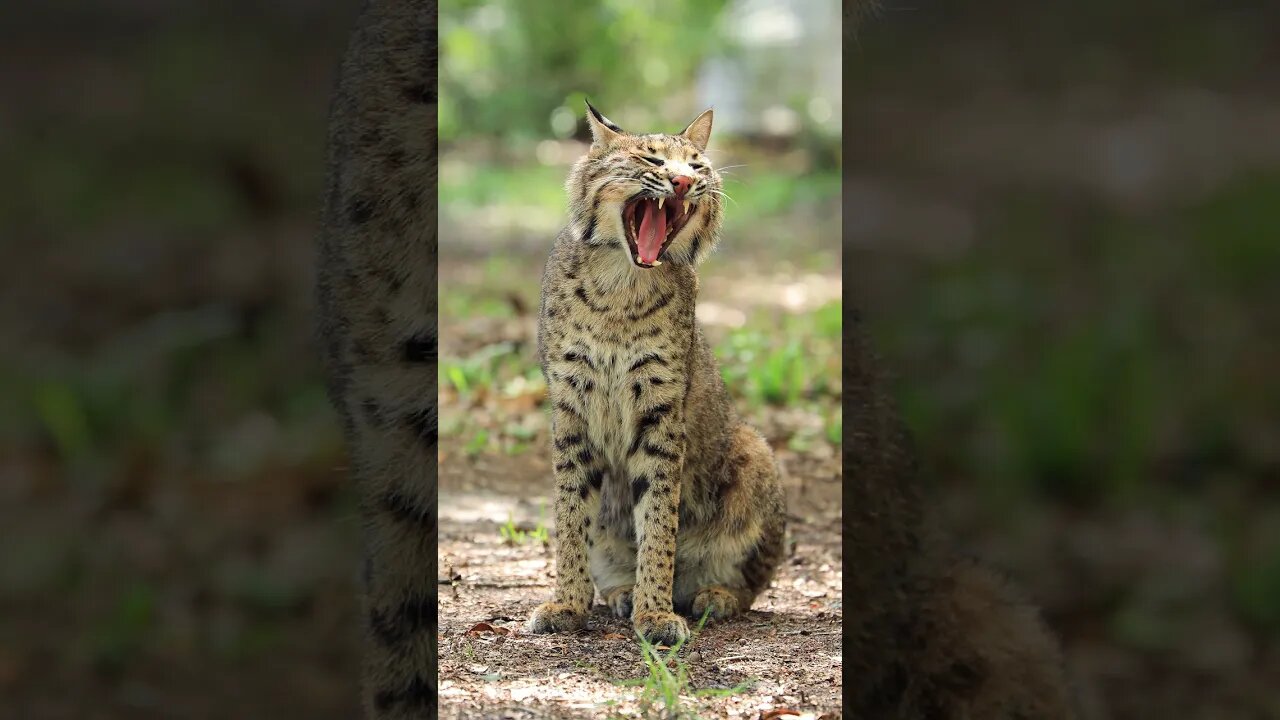 The many sounds of Flint bobcat!