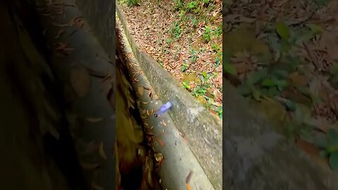 part 9 #asmrtiktoks#satisfying#asmrsounds#asmr#bottlebreaking #shorts #viralvideos