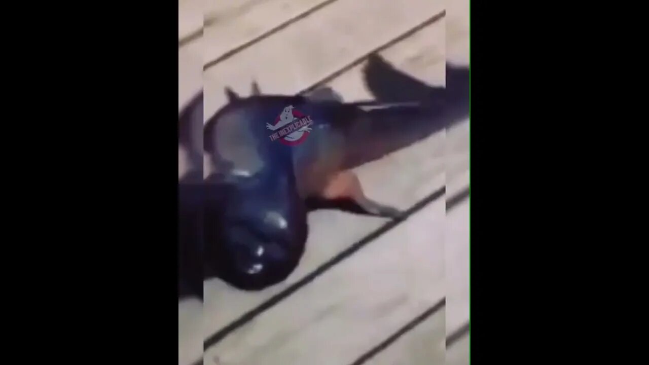 Thomas fish #viral #shorts #thomas #fish #creepy