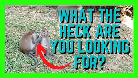 Adorable Monkeys Checking Each Other Out | Cute Animals