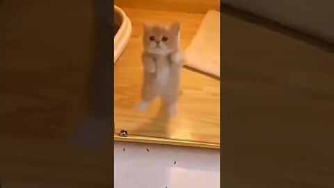 cute cat jump #cutecat #shorts #viralvideos animal lover