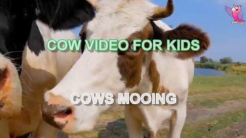 cow video for kids 😺😂