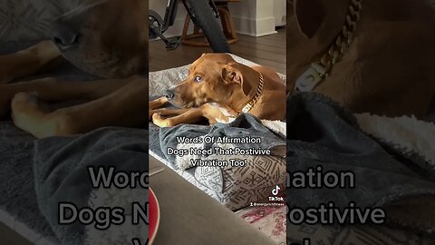 Positive Affirmations For Dogs #energyhealing #dog #doglovers