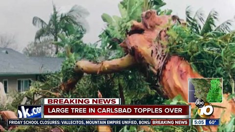 Large tree in Carlsbad topples over