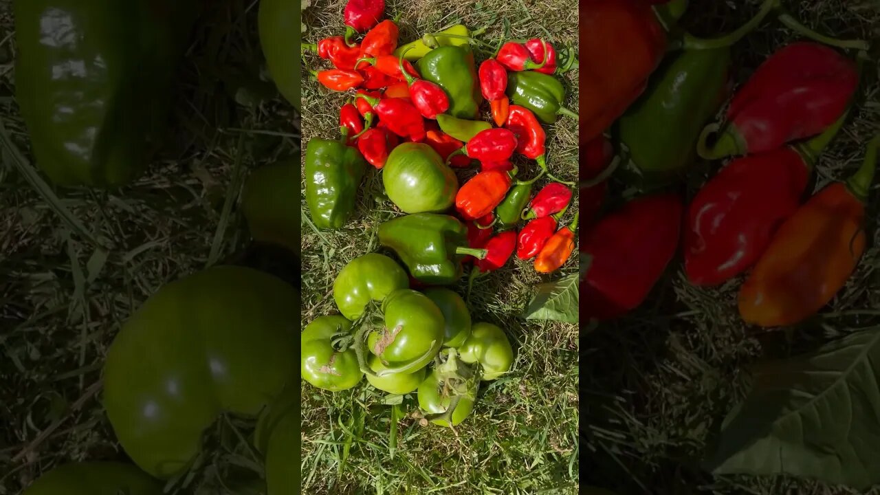 What Can You Grow In Containers? #short