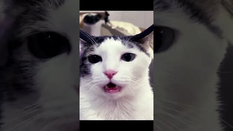 #fyp #cutecats #miaow #shorts #funny