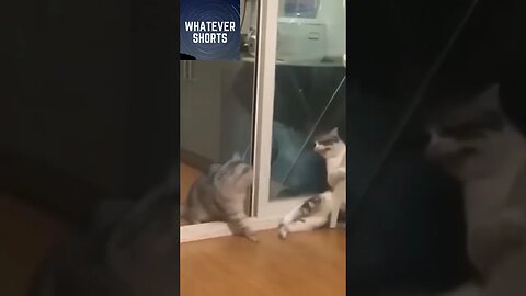 Cat Mistakes Another Cat for a Mirror's Reflection #shorts #cats #animals #funny #reflection