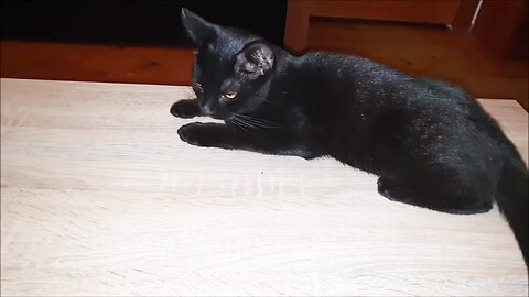 Having kittens around is always a joy