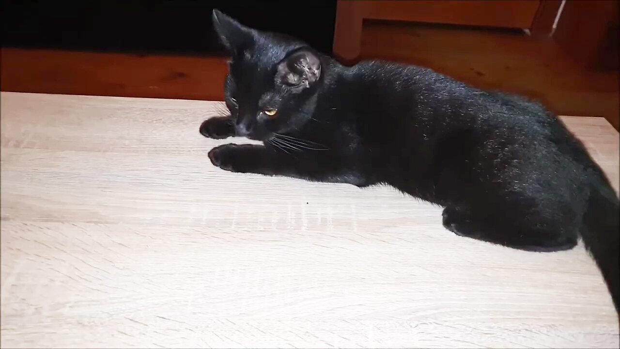 Having kittens around is always a joy