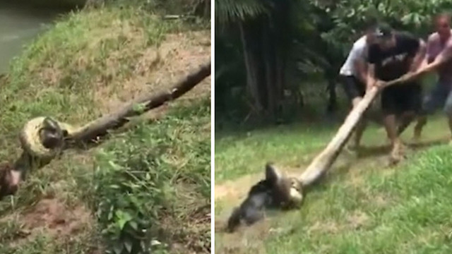 Perrito a punto de ser devorado por una Anaconda recibió la ayuda de su mejor amigo
