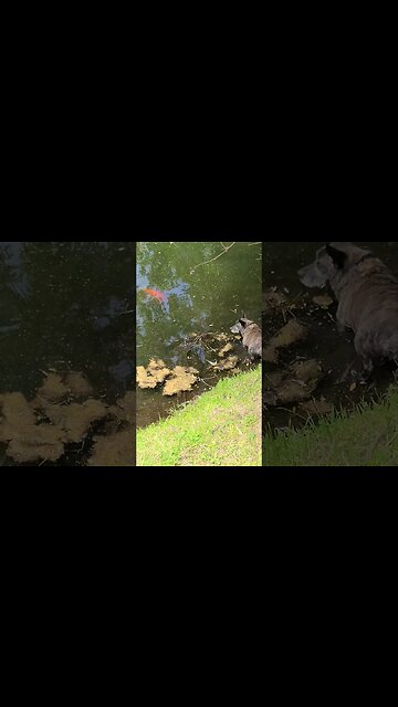 BIG ASS GOLDFISH #SHORTS