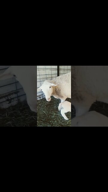 New Lamb Spends Time With Momma Sheep