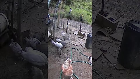 Farm cam. Guinea fowl keets and hen