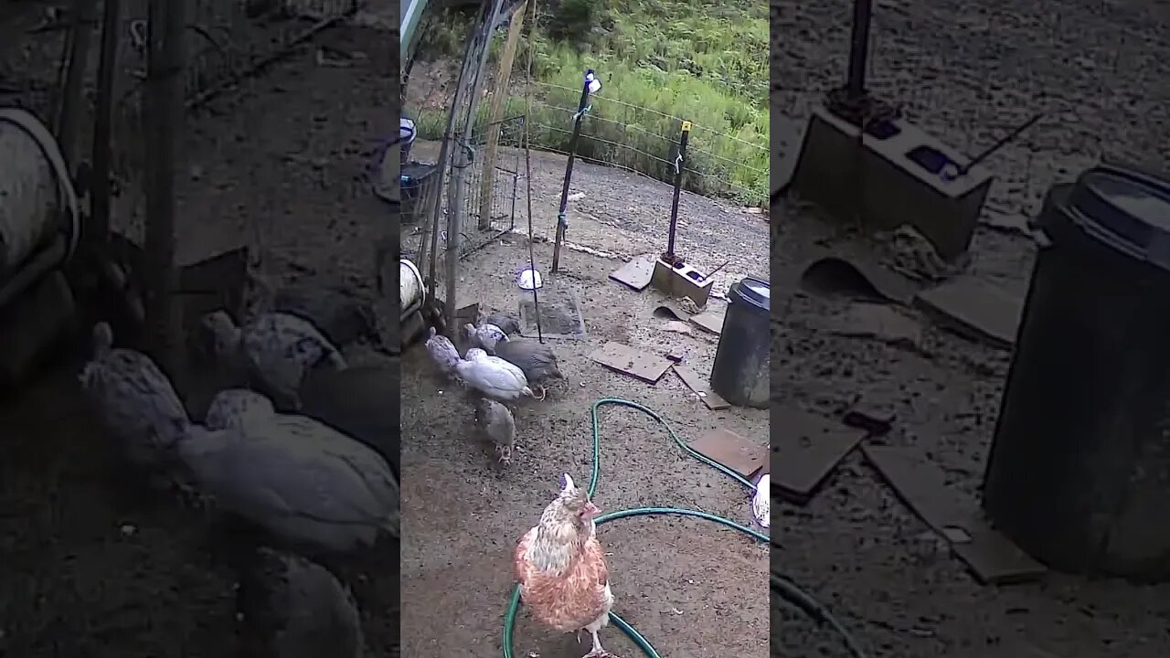 Farm cam. Guinea fowl keets and hen