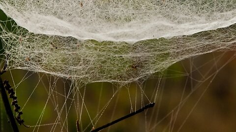 The Spider With Many Webs