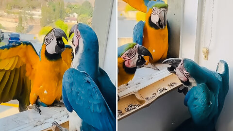 Angry Cute Parrot Family