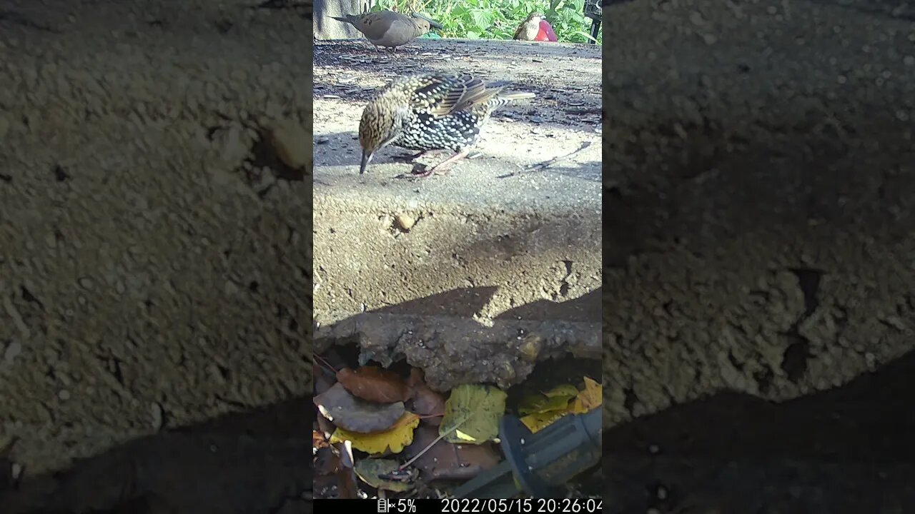 A Starling In Slow Motion #Shorts 😀
