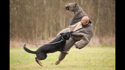 How To Defend Against A Dog Attack A Complete Guide