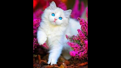 Cats and cute kittens ))) Cute video