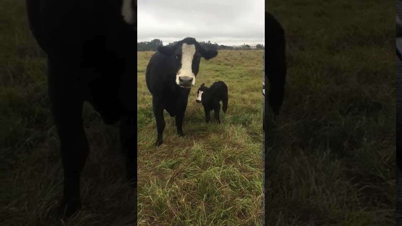 Cow brings baby over to show it off to family