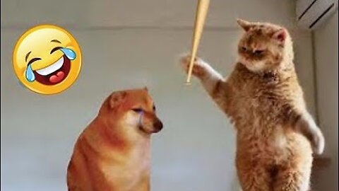 Funny Animal Videos 😂 | Funny Dogs| Funny Cats