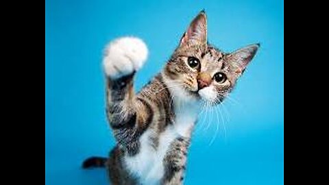 a cat is very funny
