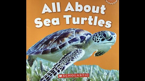 All About Sea Turtles
