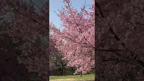 Cherry blossoms are blooming! Spring has sprung in Tokyo!