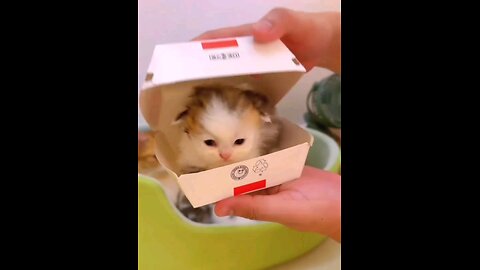 why_is_the_Little_kitten_so_cute_funniest_meow_🐯🐯🤣🤣