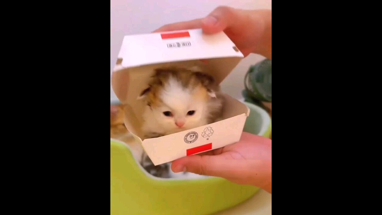 why_is_the_Little_kitten_so_cute_funniest_meow_🐯🐯🤣🤣
