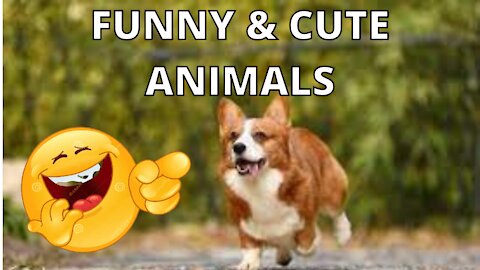 Funny pets and cute animals compilation - Pets