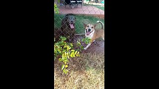 Dogs Claire Bear and Tucker Carlson