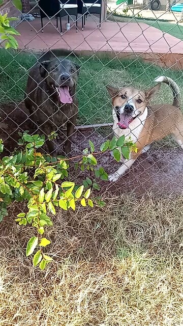 Dogs Claire Bear and Tucker Carlson