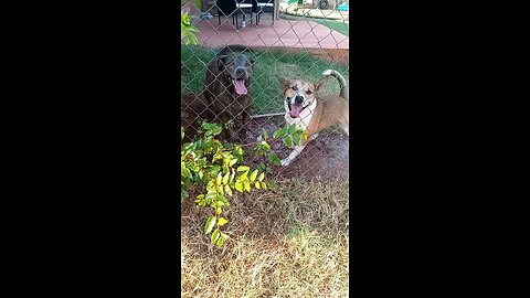 Dogs Claire Bear and Tucker Carlson