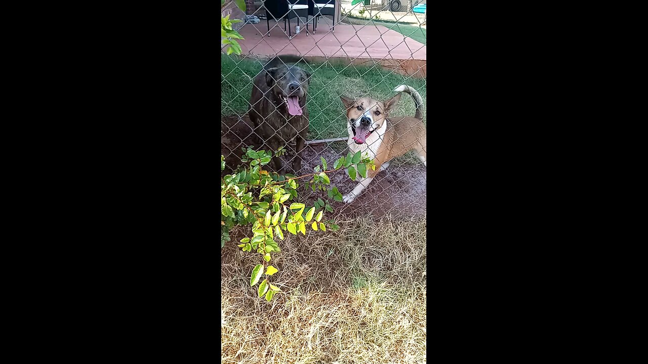 Dogs Claire Bear and Tucker Carlson
