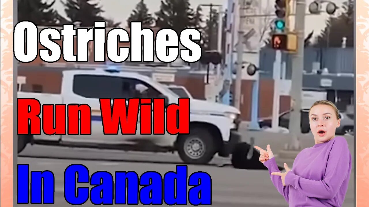 Raw Video of About 20 escaped ostriches run loose through Canadian town