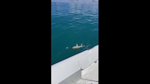 Dock Fishing and Tagging St Petersburg Florida | Grouper, Speckled Trout, Sheepshead Fishing Ep14