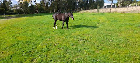 He is now shod.