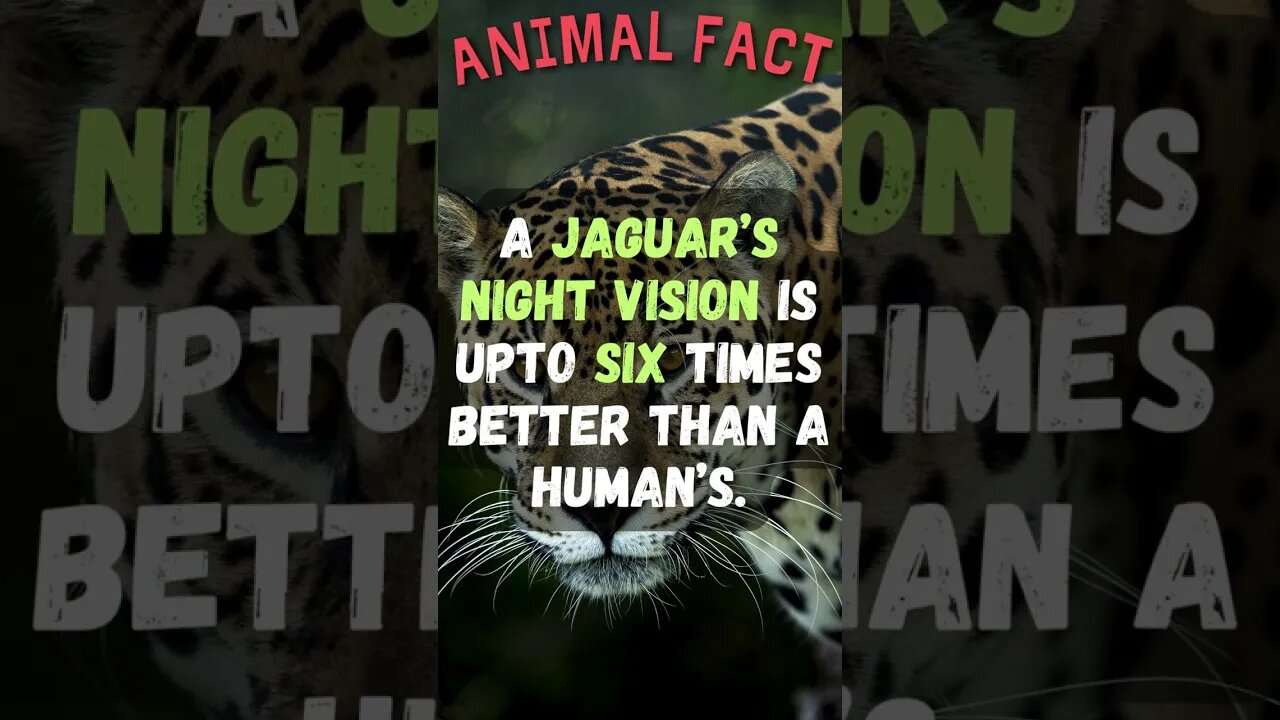 🐈‍⬛Discover Fascinating Animal Facts👀 #shorts #shortsfact #animalfacts #funfactsshorts #jaguar