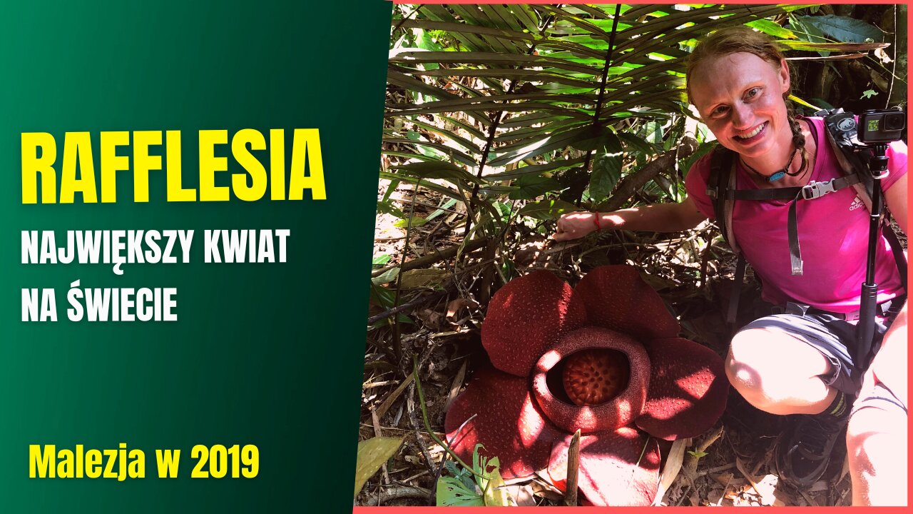 Jak wygląda największy kwiat świata Bukietnica Arnolda(Rafflesia arnoldii)?⏐Malezyjska dżungla w 2019