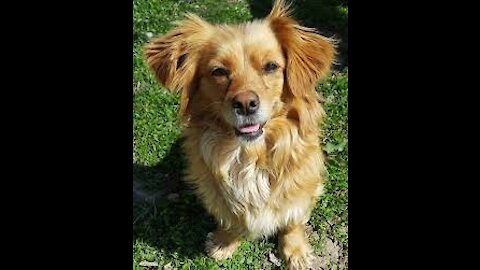 Funny Dog Videos it's time to laugh