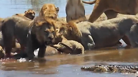 When the crocodile tried to snatch food from a herd of lions