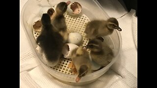 Active ducklings in the transport