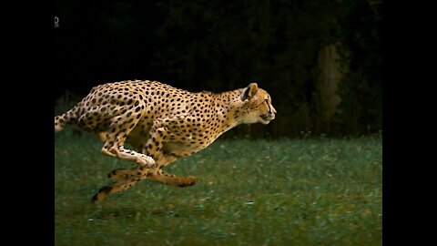 TOP 5 CHEETAH RUNNING MOMENTS || Cheetah hunting and teaches cubs to hunt