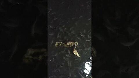 TERNYATA LELE SUKA LALAPAN BEBEK BAKAR.. #shortvideo #budidayalele #ternaklele #pakanlele