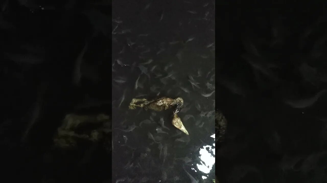 TERNYATA LELE SUKA LALAPAN BEBEK BAKAR.. #shortvideo #budidayalele #ternaklele #pakanlele