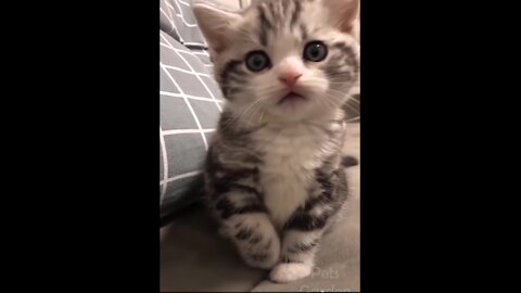 So Cute Cats And Dogs videos