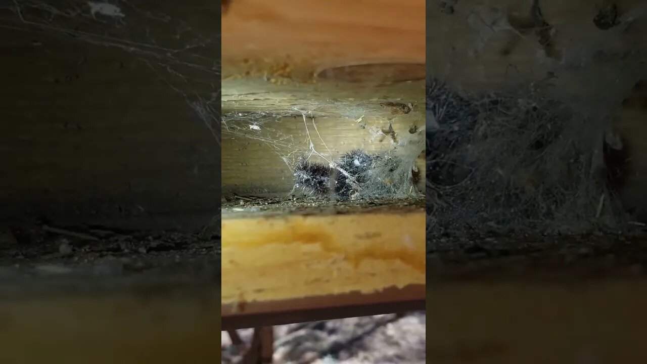 I think I found a family of monarch butterfly cocoons #shortvideo #butterfly
